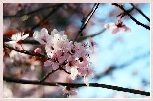 [cherry_blossom+lr.jpg]