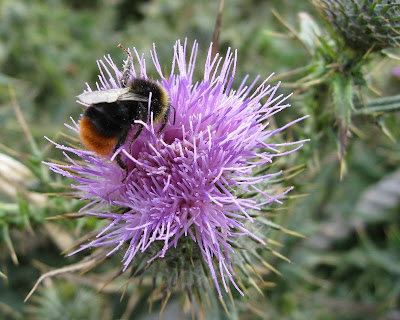 A close up of a bee on a thistle flower