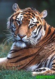 [tigre-siberiano-panthera-tigris.jpg]
