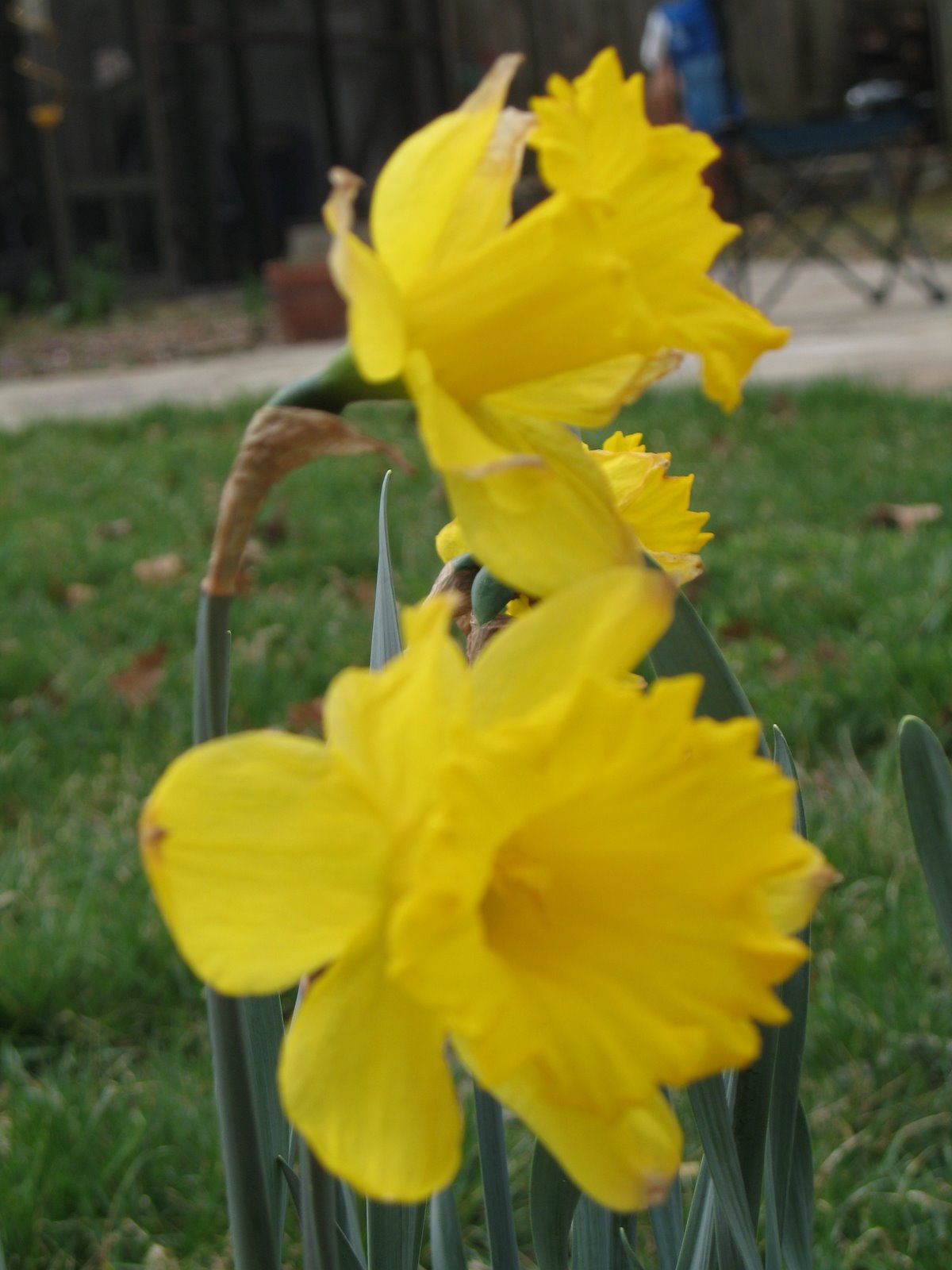 [Daffodils+at+Cedar+Crest+March+2007+(2).jpg]