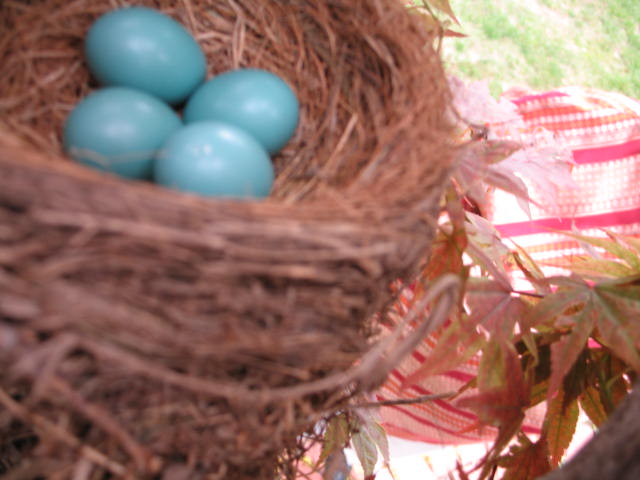[Robin's+eggs+5-21-08.jpg.JPG]