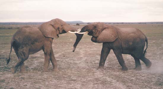 [elephant-fight.jpg]