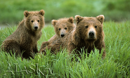 [Three+bears+with+wet+fur+search+a+marsh+for+food.jpg]