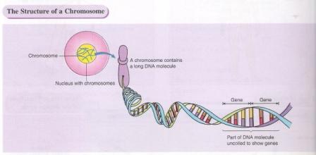 [chromosomes.jpg]