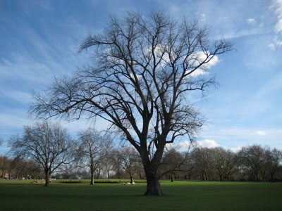 [favourite-tree-02.jpg]