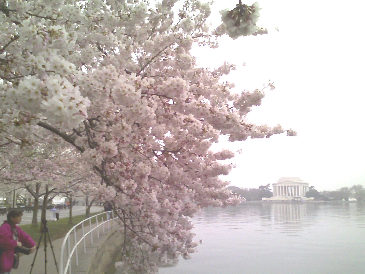 [Cherry+Blossoms+-+1.jpg]