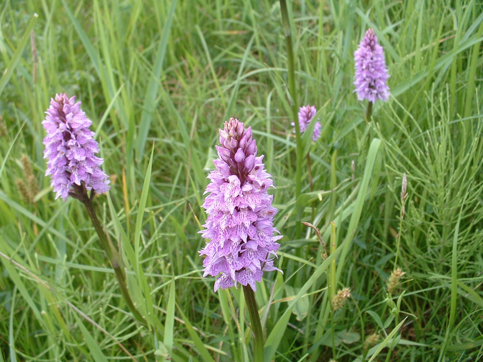 [Common+Spotted+Orchid+1+010703.JPG]