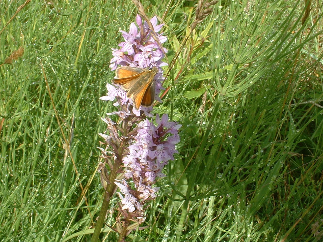 [Small+Skipper+on+Common+Spotted+Orchid+TOS+23rd+July+2008.JPG]