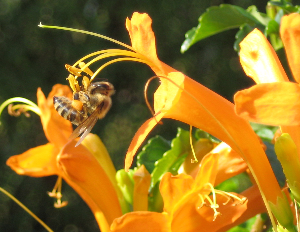 [bee-orange-flower.jpg]