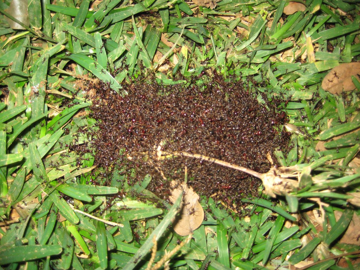 [ants1.jpg]