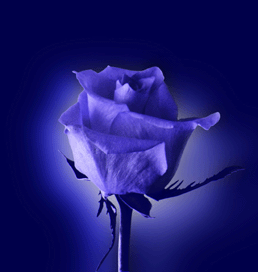 [blue+rose.gif]