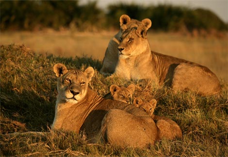 [lions-cubs-resting-ga.jpg]