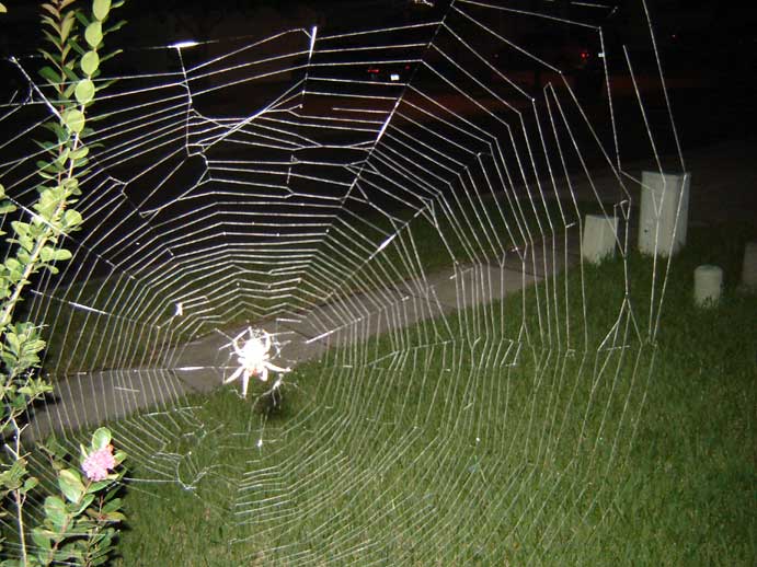 [Spider-005.jpg]
