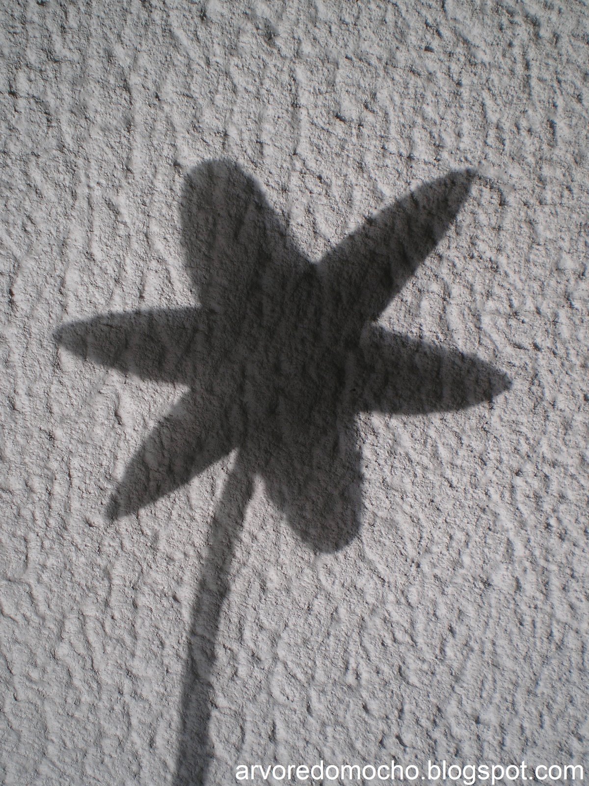 [flor-estrela(sombra).jpg]