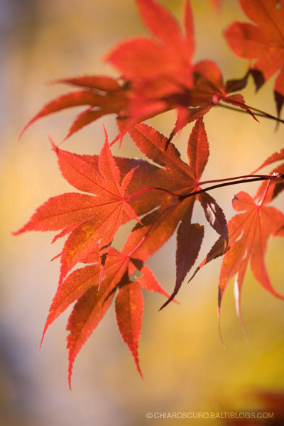 [autumn_leaves1.jpg]