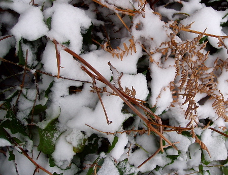 [twigs+in+winter+pix.jpg]