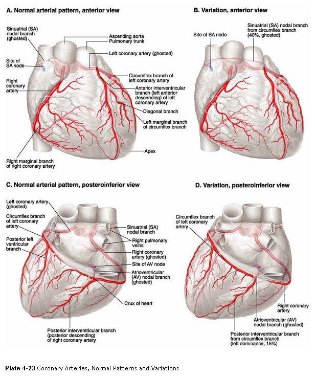 [coronary+arteries2.jpg]