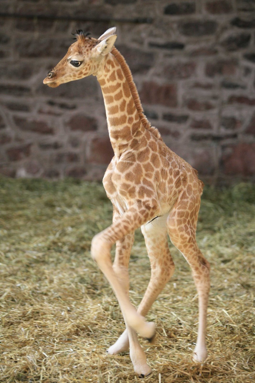 [Giraffe7.ashx.jpg]