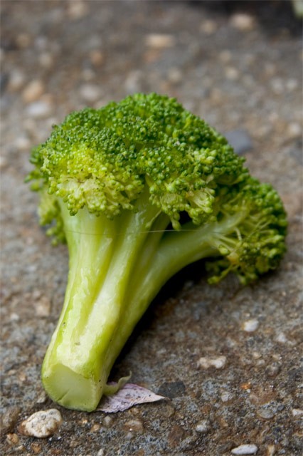 [broccoli.JPG]