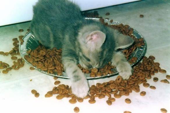 [kitten_sleep_food.jpg]