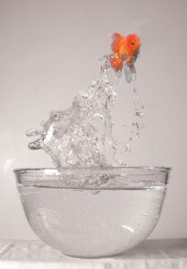 [jumping+goldfish.jpg]