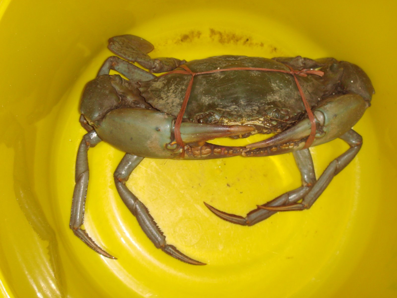 [crab.JPG]