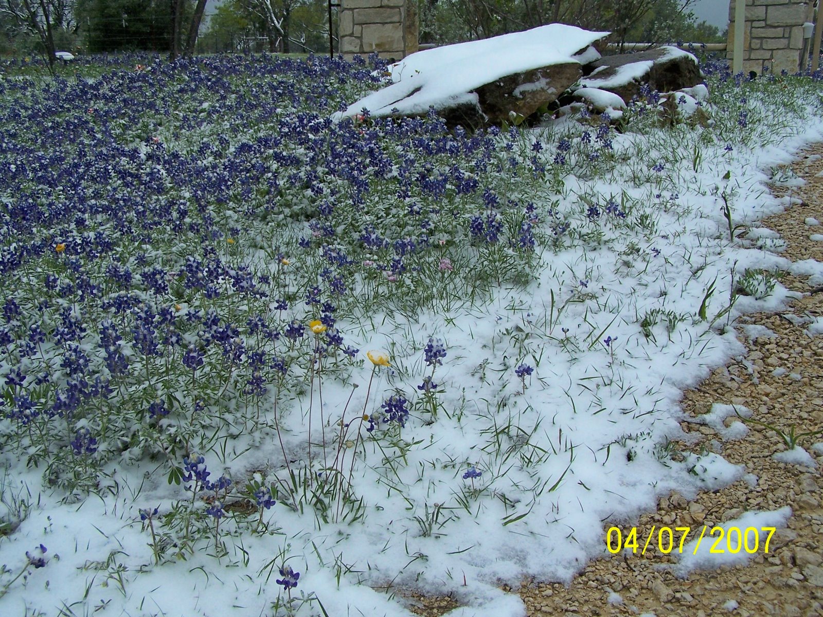 [1188+bluebonnets+in+the+snow.jpg]
