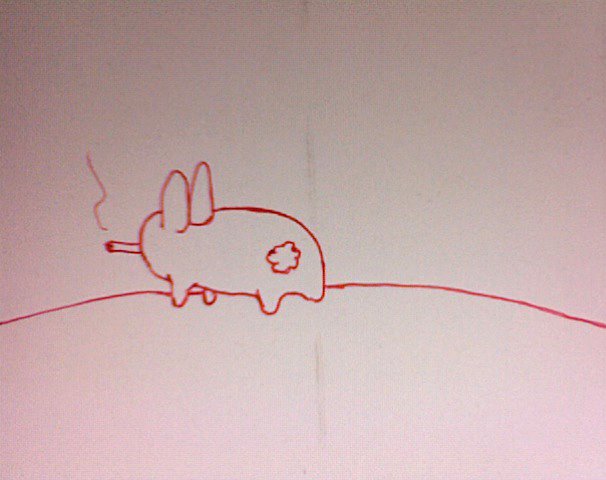 [080531-bunny.jpg]