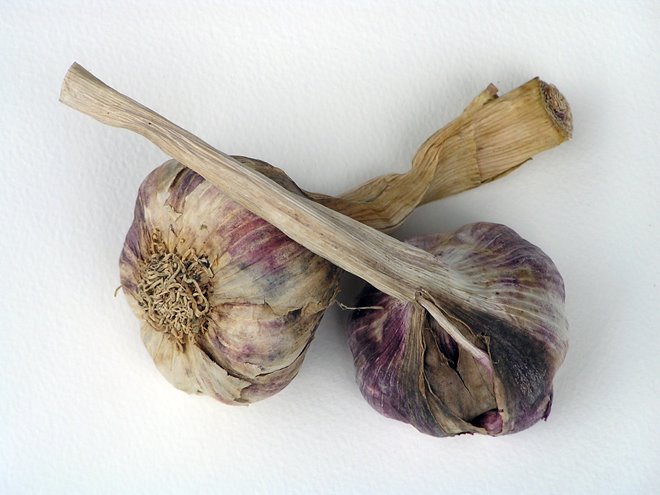 [garlic2.jpg]