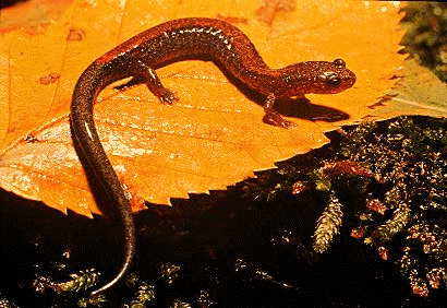[salamander2.gif]
