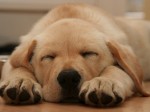 [dog+sleeping2.jpg]
