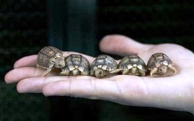 [tortoises.jpg]