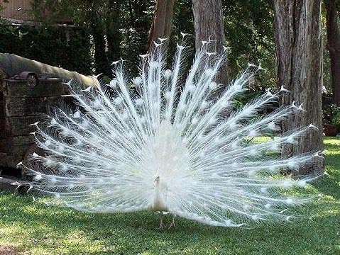 [Albino-Peacock.jpg]