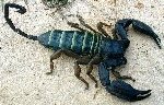 [green-scorpion.jpg]