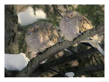 [personaluse_9048513~Two-Mourning-Doves-Fluff-up-Their-Feathers-to-Stay-Warm-Posters.jpg]