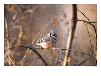 [1004394~A-Blue-Jay-Cyanocitta-Cristata-Sits-in-a-Tangle-of-Tree-Branches-Posters.jpg]