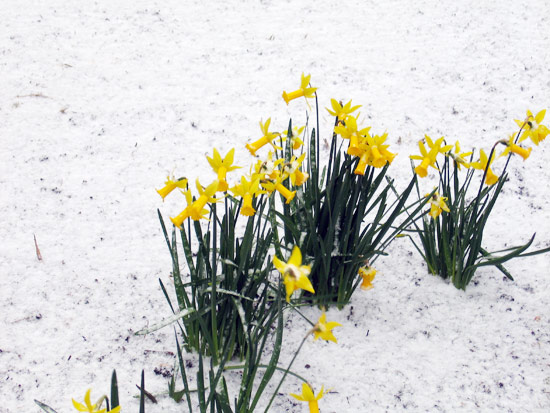 [daffodils+in+snow.jpg]