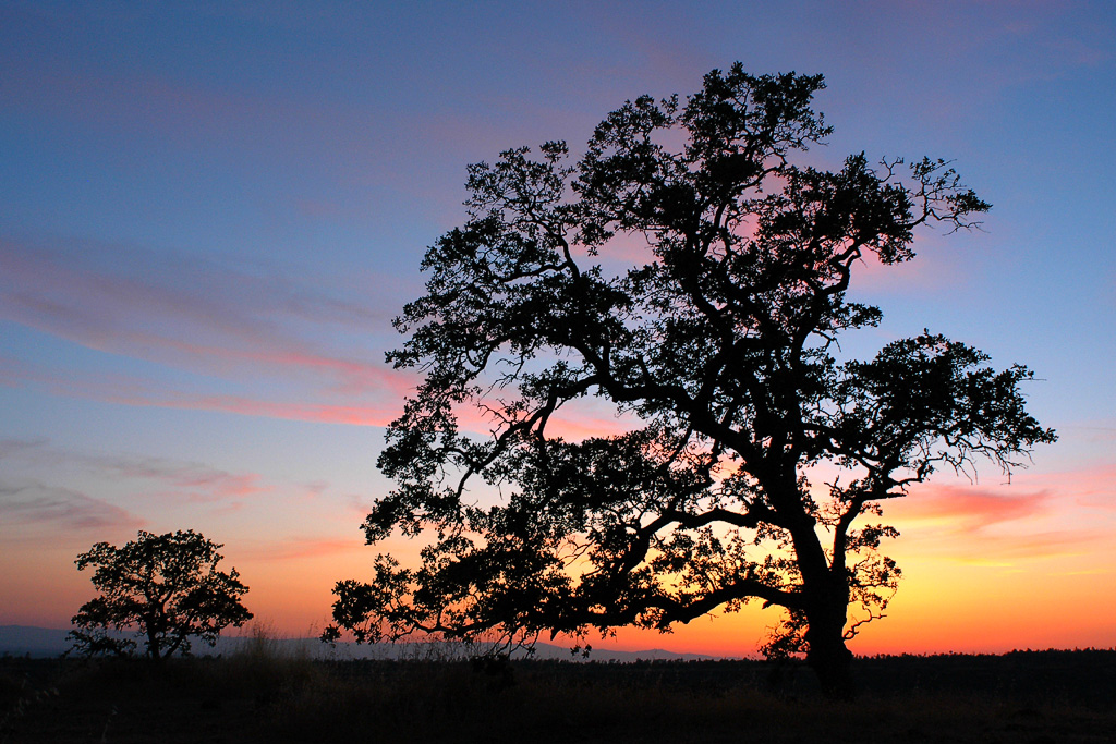 [tree-sunset_DSC_0877.jpg]