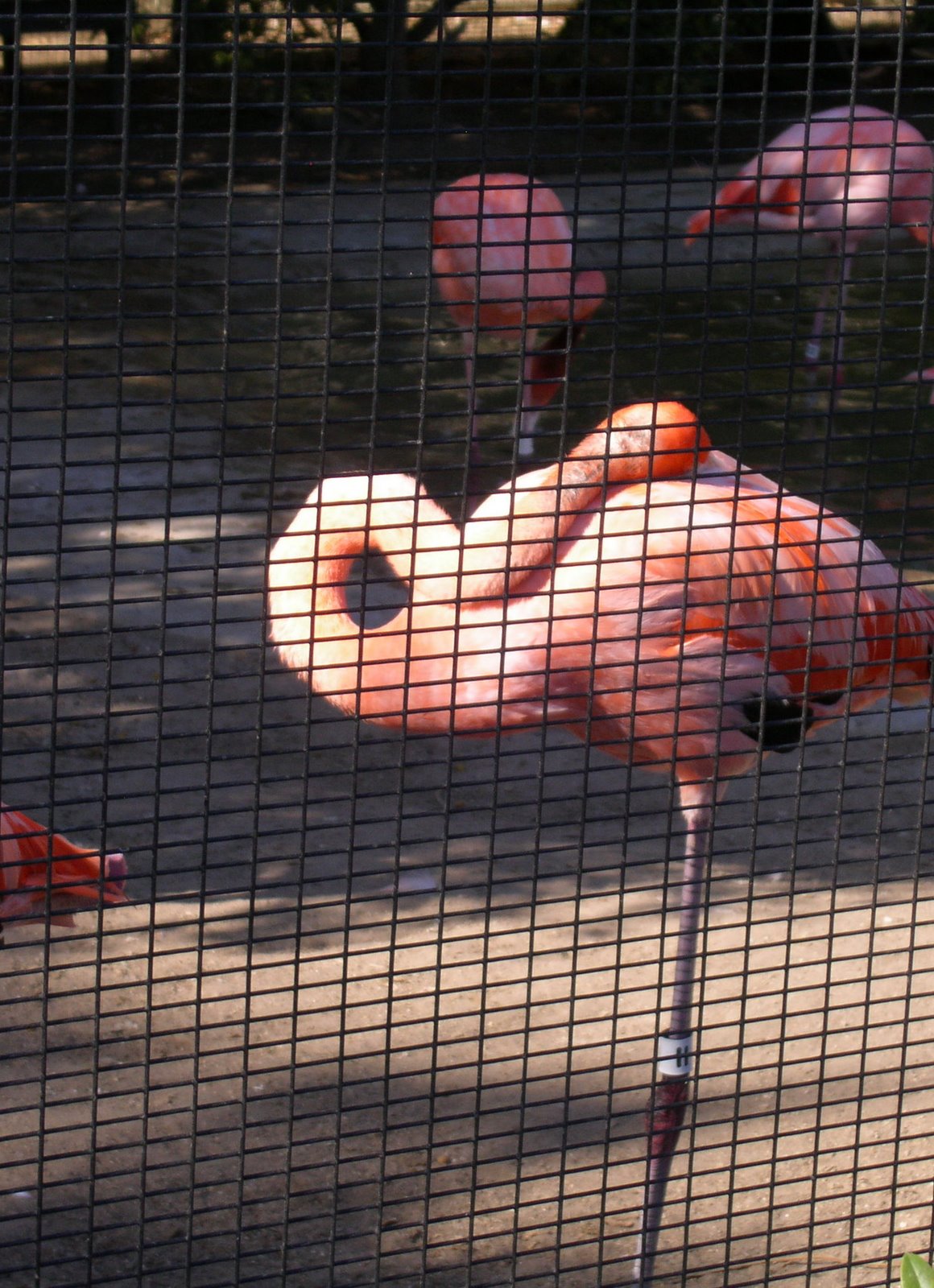 [flamingoparade.jpg]