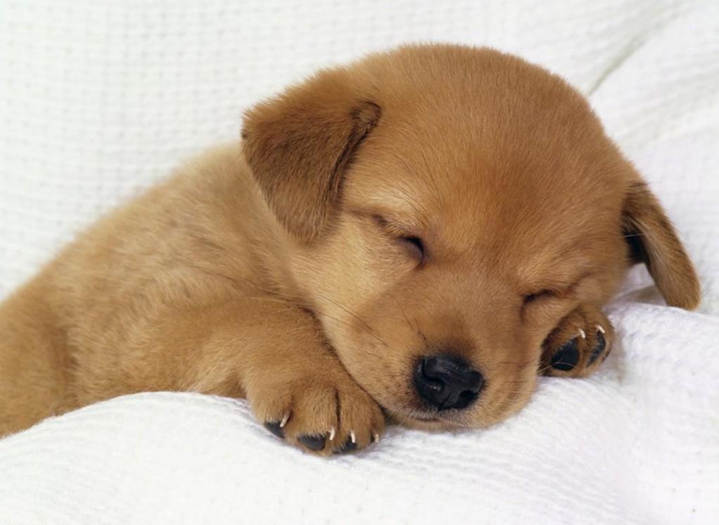 [Sleeping_Puppy.jpg]