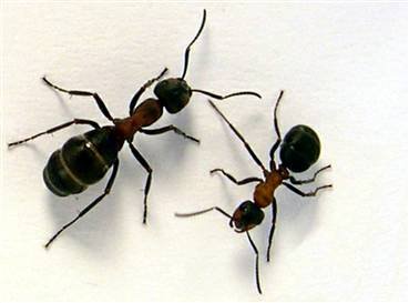 [ants.bmp]