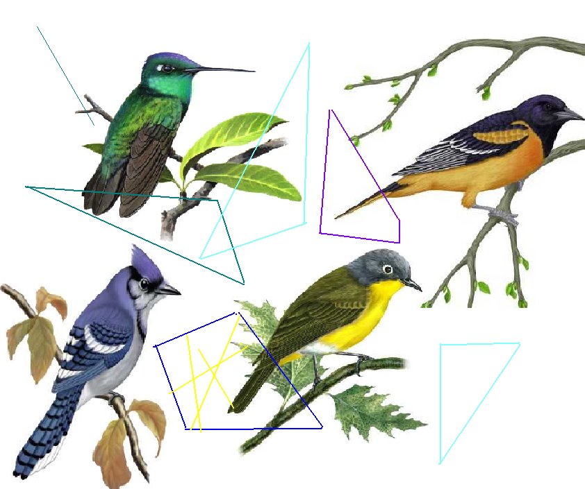 [Birds+with+Triangles.bmp]