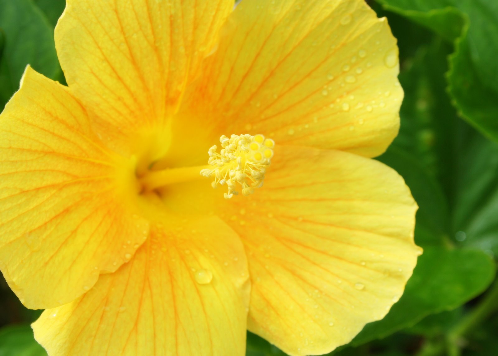 [2007-08-24+Yellow+Flower.JPG]