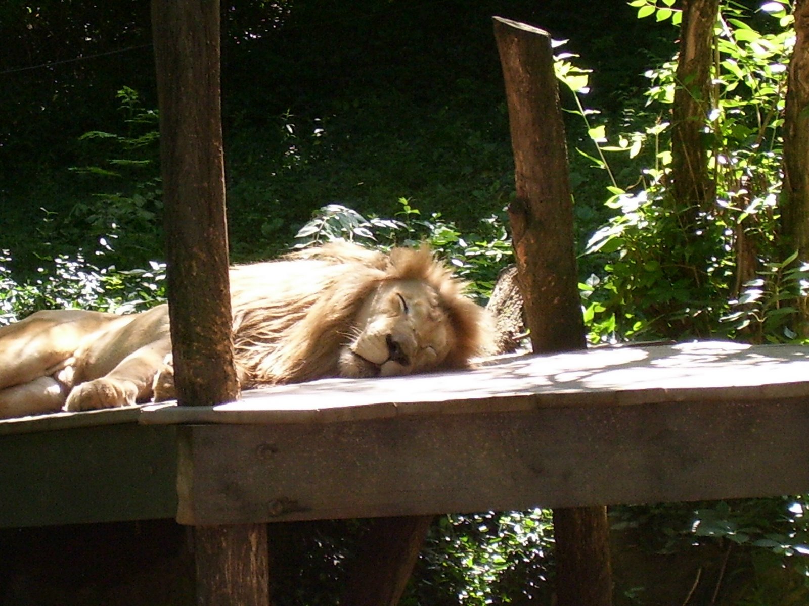 [the+lion+sleeps+tonight.jpg]