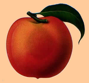 [peach2-1.jpg]
