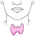 [thyroid.jpg]