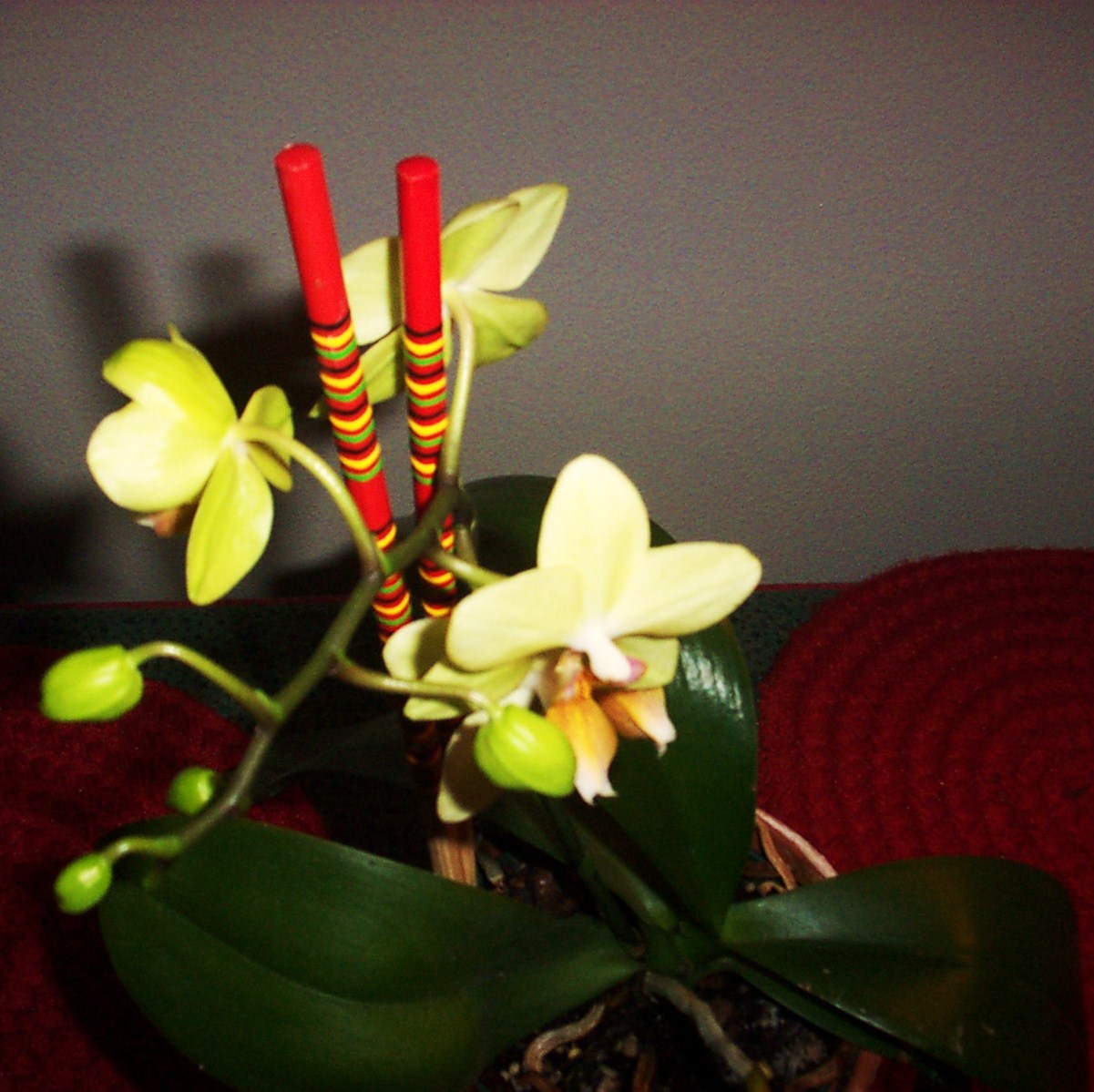 [06+orchid+4+blooms.JPG]