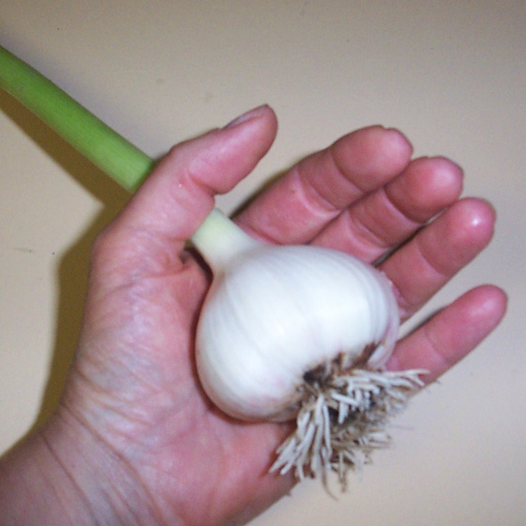 [08+Week+6+-+Garlic.JPG]