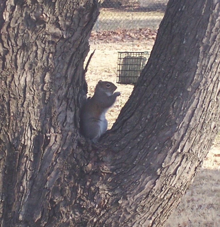 [squirrel2.JPG]