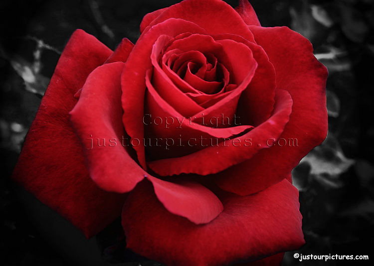 [red rose 1.jpg]